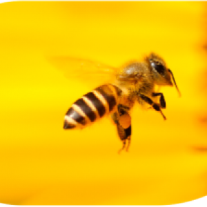 Bienen helfen!
